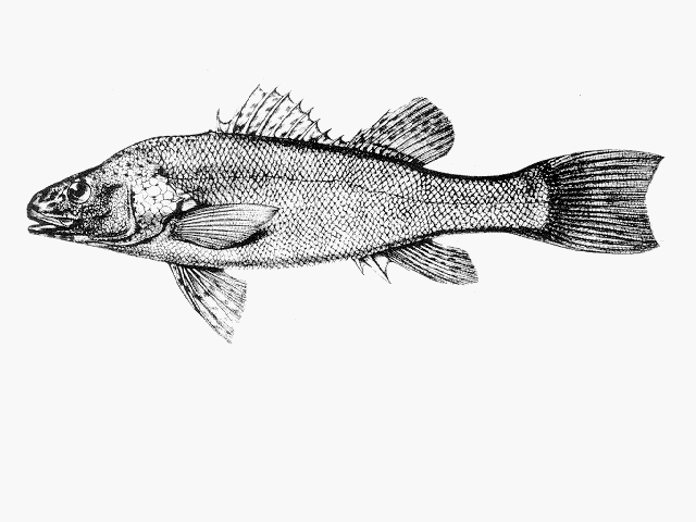 Percichthys trucha (Valenciennes, 1833)